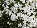 Phlox subulata White Delight Płomyk szydlasty